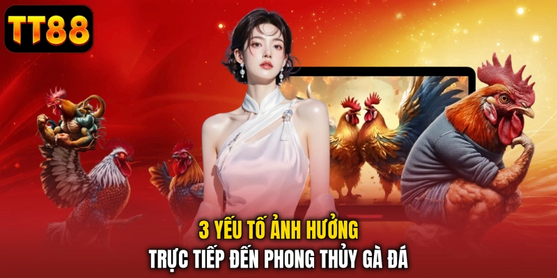 Gà Phong Thủy - Bí Quyết Chọn Chiến Kê Rước Tài Lộc TT88