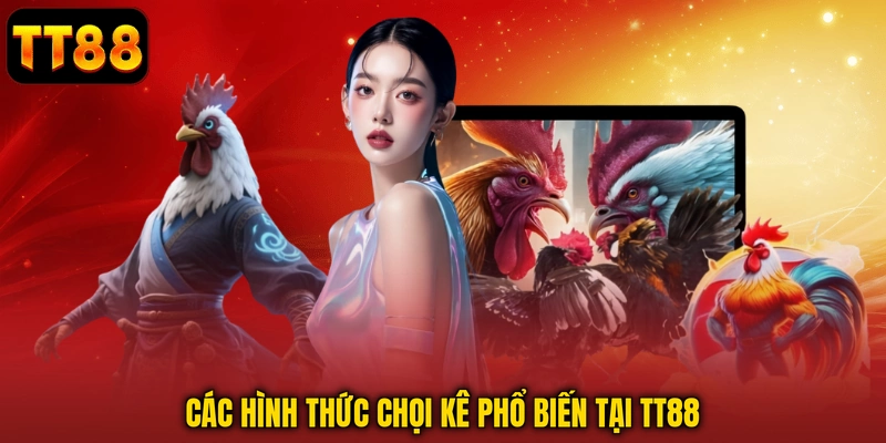 Đá Gà Trực Tiếp TT88 - Đấu Trường Đá Kê Đỉnh Cao Nhất 2026