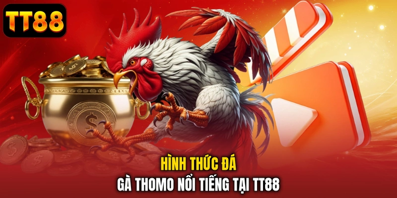 Xem Đá Gà Thomo Trực Tuyến Chuyên Nghiệp Và Hợp Pháp