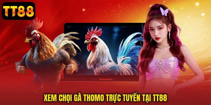 Xem Đá Gà Thomo Trực Tuyến Chuyên Nghiệp Và Hợp Pháp